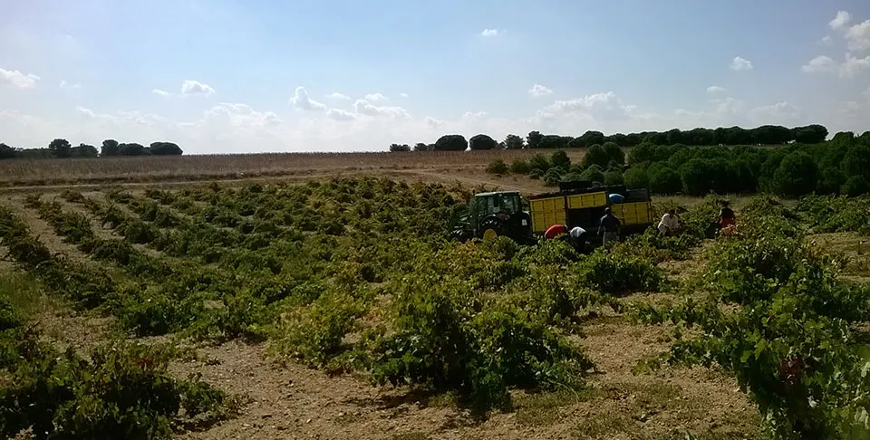 Viñas viejas en vaso de Tinta de Toro en Argujillo